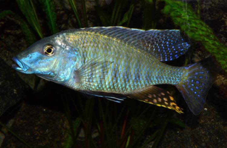 Taeniolethrinops praeorbitalis 'Ngara'